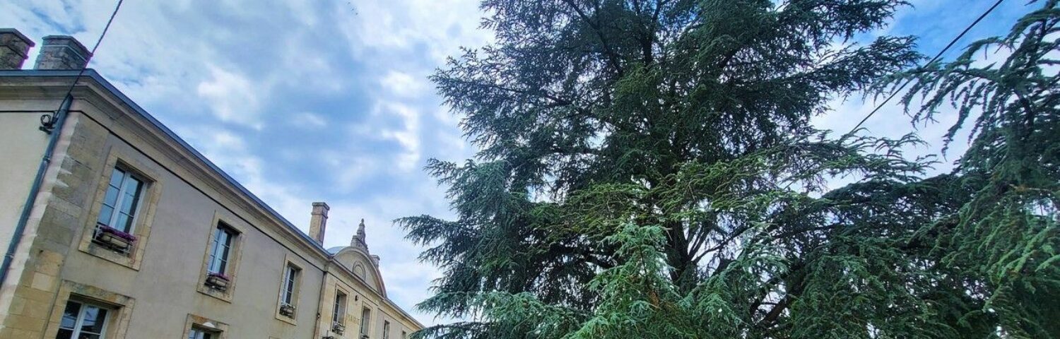 Vue de la mairie à gauche et l'arbre dans sa cour à droite