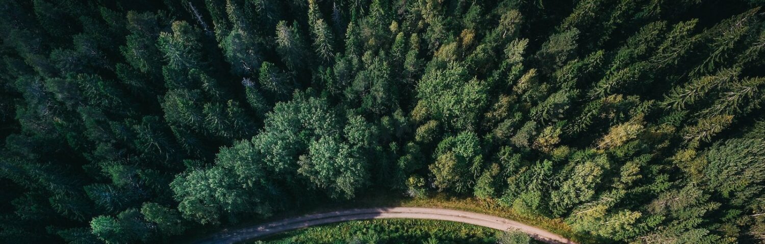 aerial shot of road surrounded by green trees